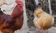 93年属鸡女在2023年怎么样（2023年属鸡人有两喜）