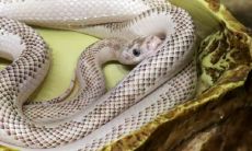 2023年属蛇的人运气（2023年属蛇的命运）