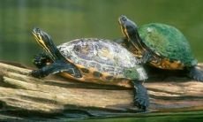 乌龟取名字招财（乌龟起名寓意招财进宝）