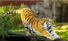 属虎24岁什么命（虎年24岁本命年运势如何）