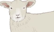 属羊的颜色是幸运颜色（属羊2023年吉祥颜色）