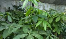 招财树壁画图（招财树有几种）