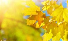 属虎的86年的是什么命（1986年属虎的属于什么命）