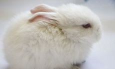 1995年属免的最佳婚配（95年属猪最佳婚配属相）