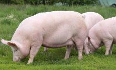 男属猪女属猪婚姻能长久吗（属猪男和属马女婚姻相配吗）