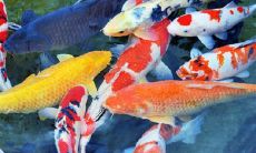 属猪人要远离哪些生肖属猪的人养龙鱼好吗（属猪的适合养什么鱼）