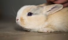 生肖兔与什么生肖绝配最好（女兔男龙婚姻相配吗）