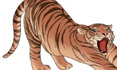 属虎和属鸡的相克化解（属虎的和属鸡的相配吗）