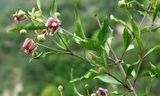 91年属羊男与94年属狗女配（男属猴女属羊相配吗）