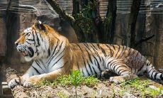 1985年属牛的一生怎么样（1974年属虎的贵人）