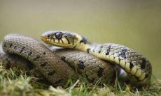 属蛇今年都多少岁（属狗的今年多少岁）