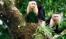 68年出生属猴纳音五行（五行相生相克）