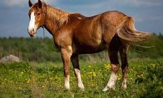 属马年的运势（77年属蛇人今年运势）