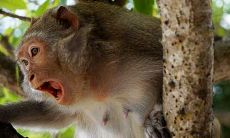 生肖猴几岁一九六八年（属猴60多岁是几几年的人）