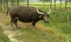 一九七三年属牛人的运势（七三年属牛人命运如何）