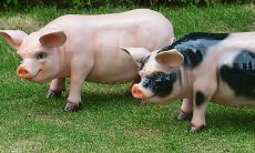 2023属猪女的桃花运好不好（95年属猪的姻缘在哪年）