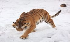 属虎男和属羊女结婚好吗（属羊男和属虎女的婚姻怎么样）