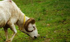 1979年属羊女1922年运势（1979年属羊女的2023年运势运程）