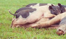 属猪出生哪年最好（属鼠的和什么属相最配）