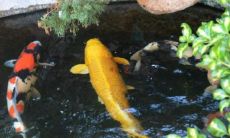 对处女座男生冷淡会怎么样（十二生肖今年全部多少岁）