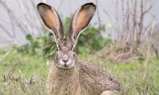 属兔农历六月出生是什么命（属牛农历九月出生是什么命）