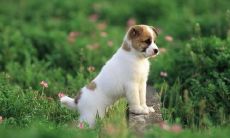 属狗的运气今年如何（属狗的人最近运势怎么样）