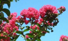 紫薇的介绍简介（紫薇原名叫什么名字）