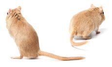 属鼠和羊合作（属羊和属鼠在一起工作好不好）