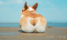 女狗嫁男猪财运好不好（属狗男猪女适合做夫妻吗）