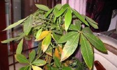 招财树一直掉叶子（招财树掉叶有什么补救办法）