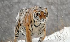 属马贵人是什么属相小人属相（属蛇人一生的贵人）