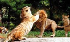 风水虎形之卧虎（虎形风水地葬哪个部位）