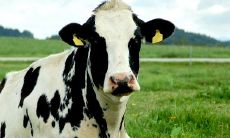 属龙与属蛇的合不合（属兔和属蛇的合不合）