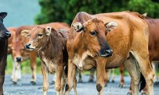 1997年属牛的人是什么命（1997年出生的属牛人是什么命）