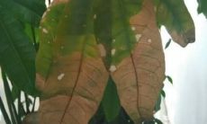 招财树掉叶子还有干斑（家里养的招财树掉叶子）