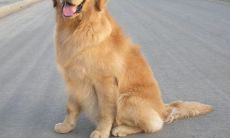 金毛狗起名字大全（属蛇的婚姻与命运如何）