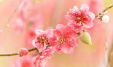 怎么增加异性缘桃花运（怎样可以增加自己的桃花运）