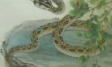 蛇前生是什么生肖（马和蛇属相相配吗）