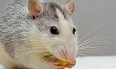 属鼠的人几年出生（84年属鼠的人是什么命）