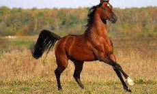 属马的人性格有什么优点和缺点（78年属马的不幸婚姻）