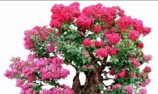 紫微花树桩盆景（金牛座的性感特点）