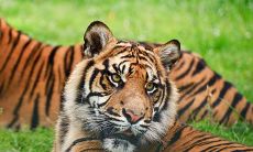 2023年属虎的本命年好不好婚姻（鸡在2023年犯太岁吗）