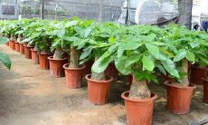 招财花树大全（吉利招财的花）