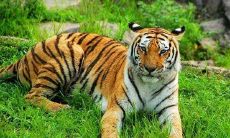 属虎的男人最怕什么（千万不要娶属虎女人）