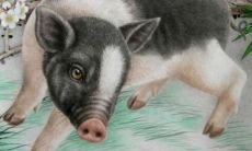 猪和猴相冲女朋友她妈不同意怎么办（猴和猪属相冲吗）