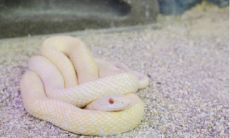 梦到蛇和猫预示着什么（女人梦见蛇被打死预示着什么）