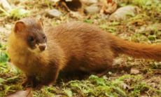 黄大仙能不能打（黄大仙能打死吗）