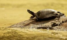 家里养巴西龟招财吗（养什么乌龟招财镇宅）