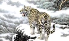 属虎的财位在哪里（属虎的人适合供什么财神）