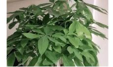 招财树怎么修剪才好看（招财树有几种）